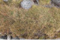 Photo Texture of Grass 0002